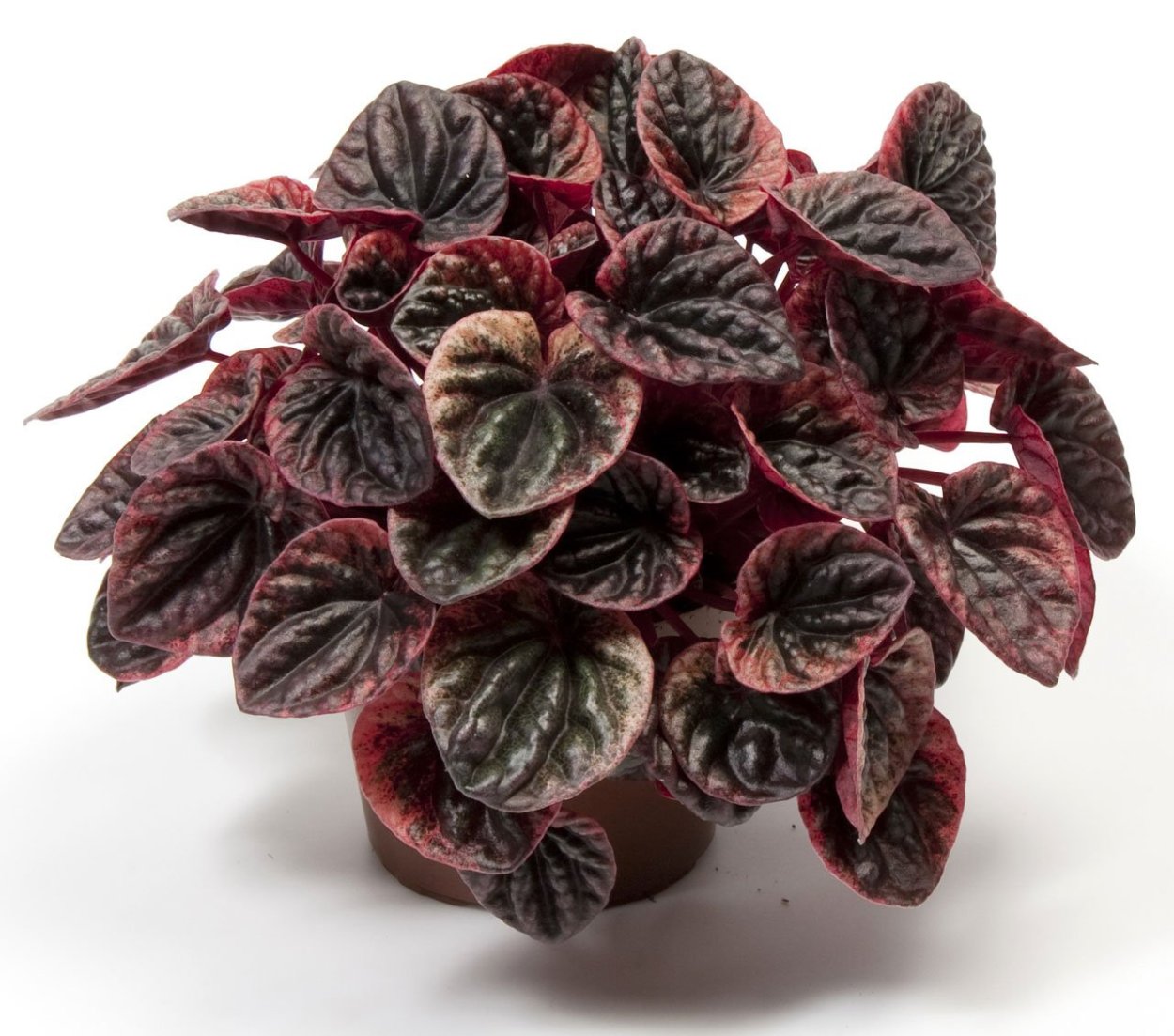 Пеперомия Бамбино Россо