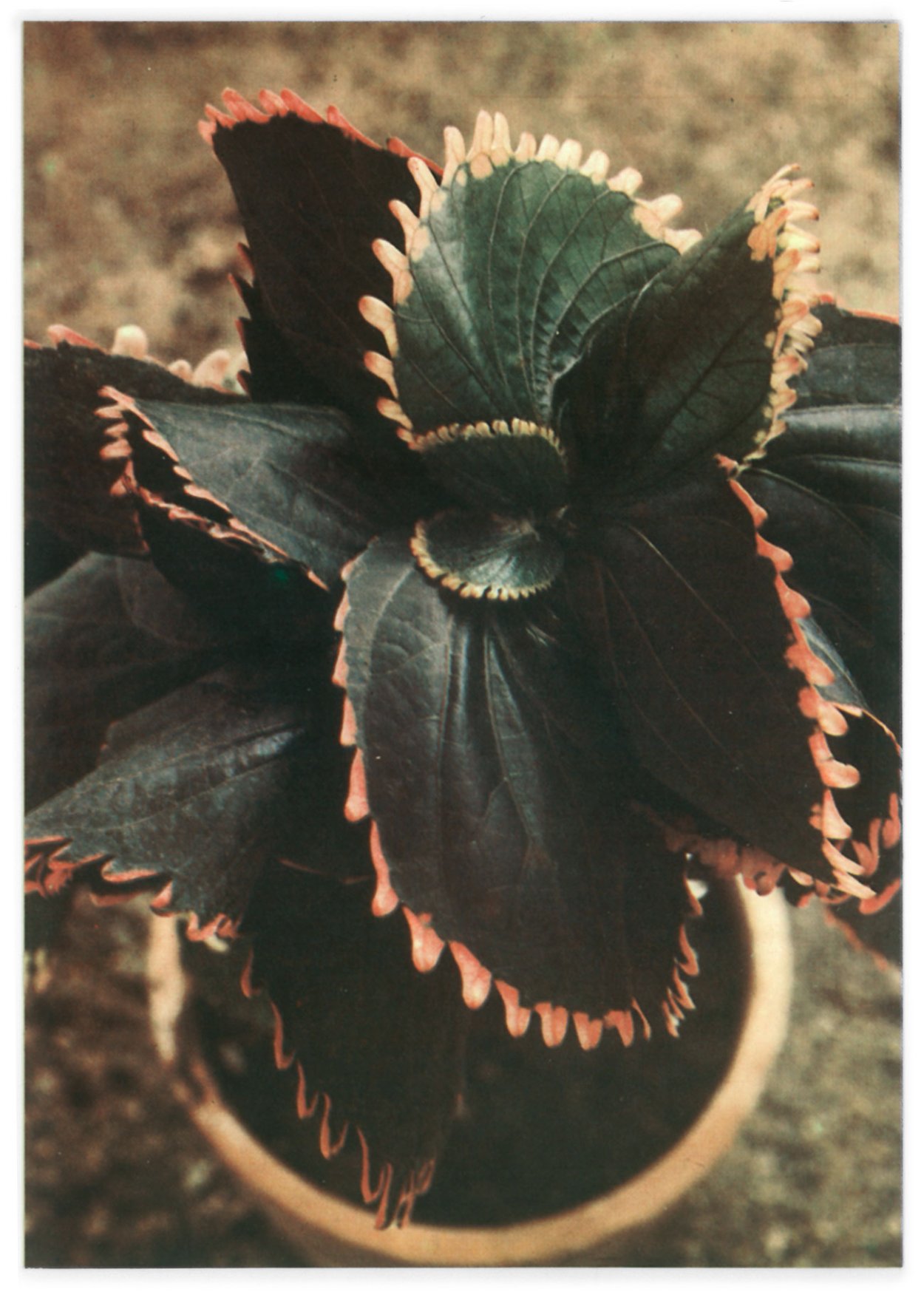 Акалифа Уилкса