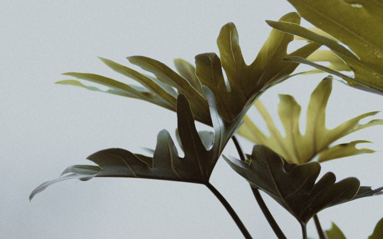 Тропические листья