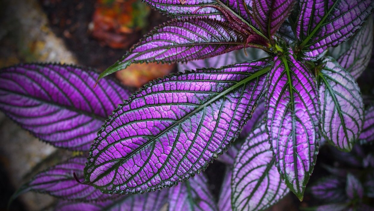 Колеус Cracklin Rosie