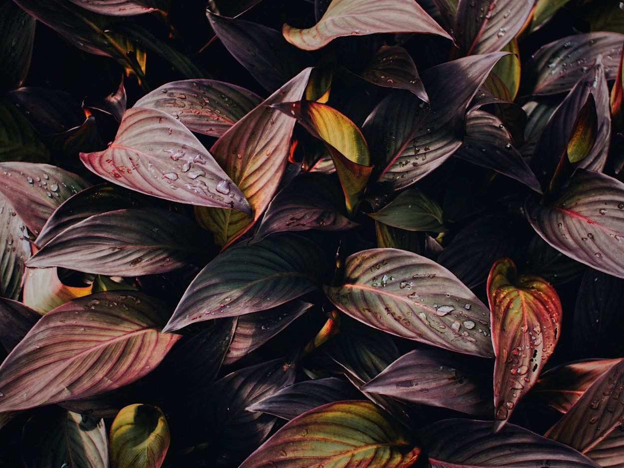 Фиолетовые листья