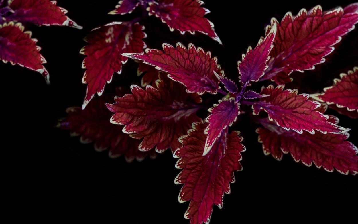 Колеус с резными листьями