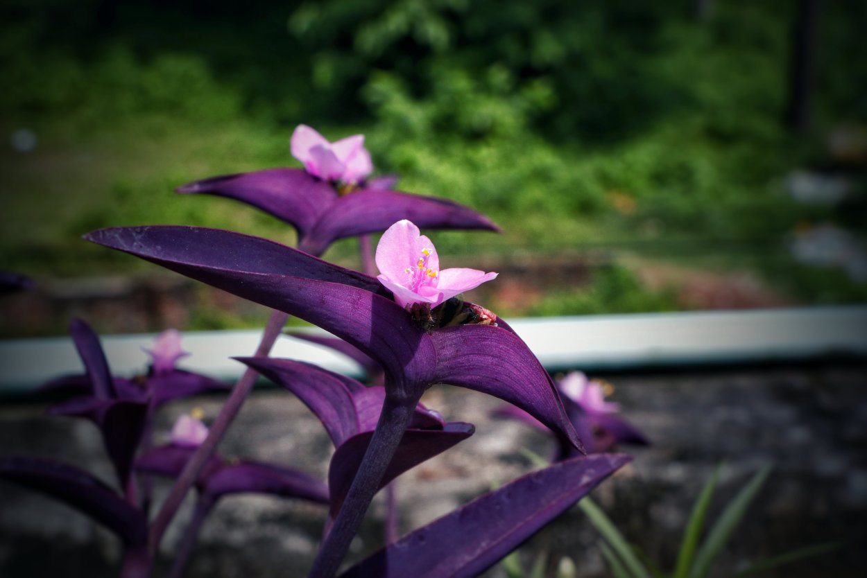 Крестовник с фиолетовыми листьями