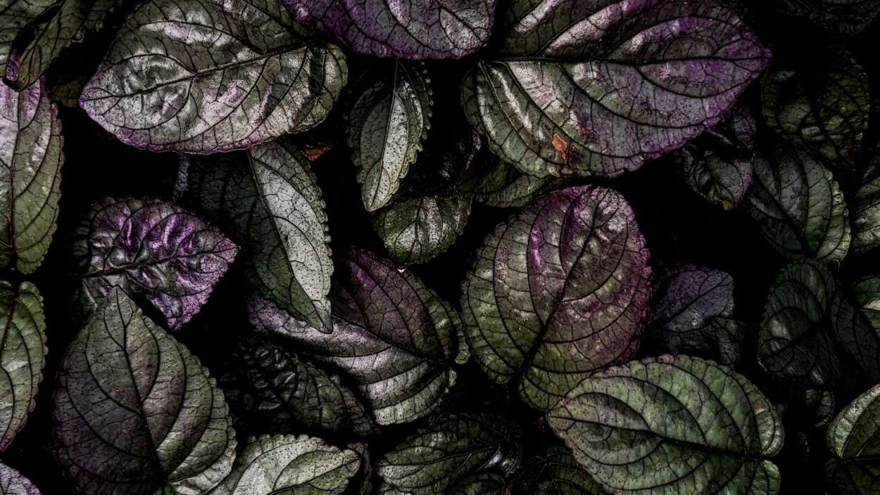 Фиолетовые листья обои
