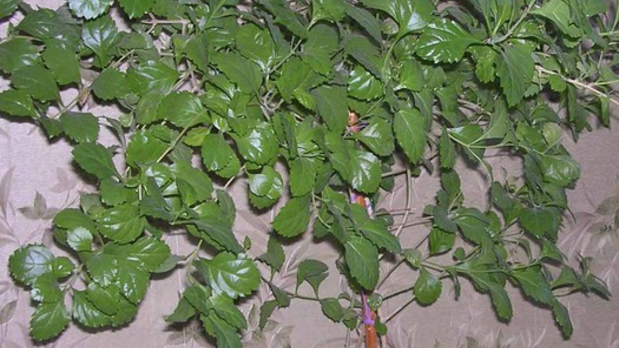 Цветок Березка Дуранта