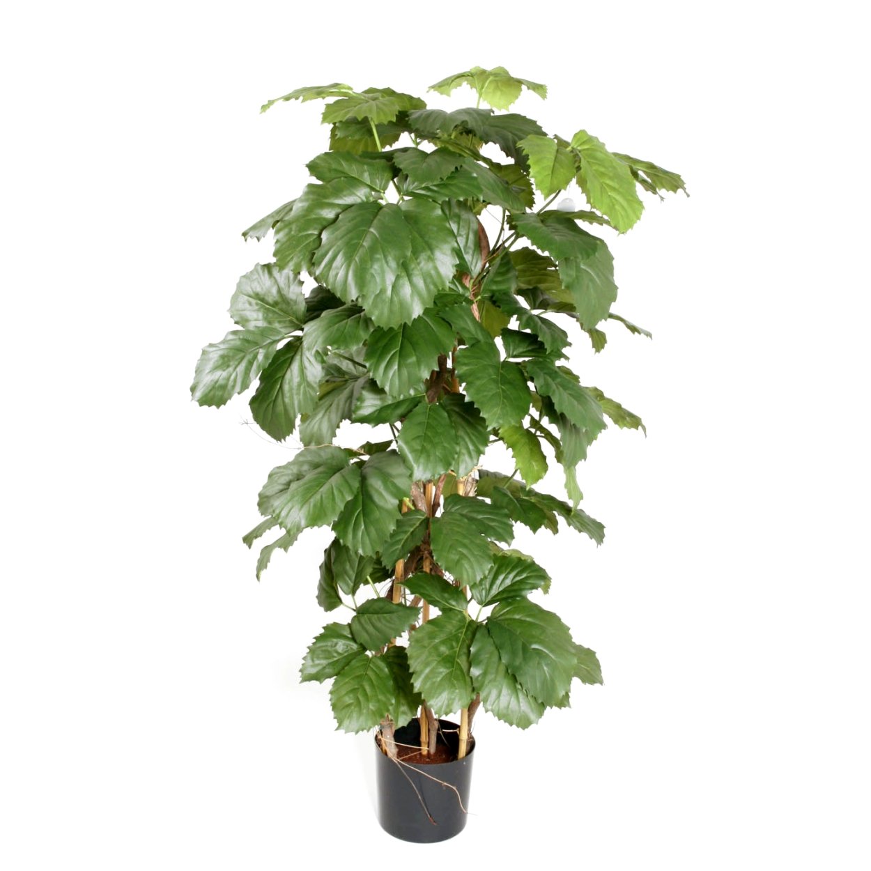 Циссус тетрастигма