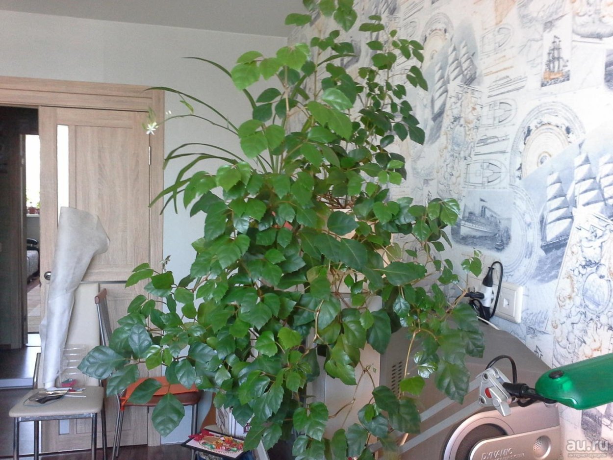 Лианы комнатные циссус Березка