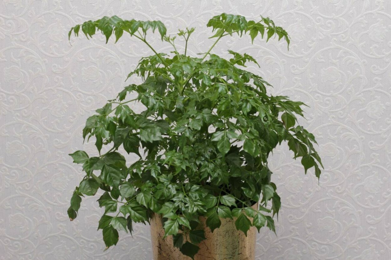 Радермахера цветок