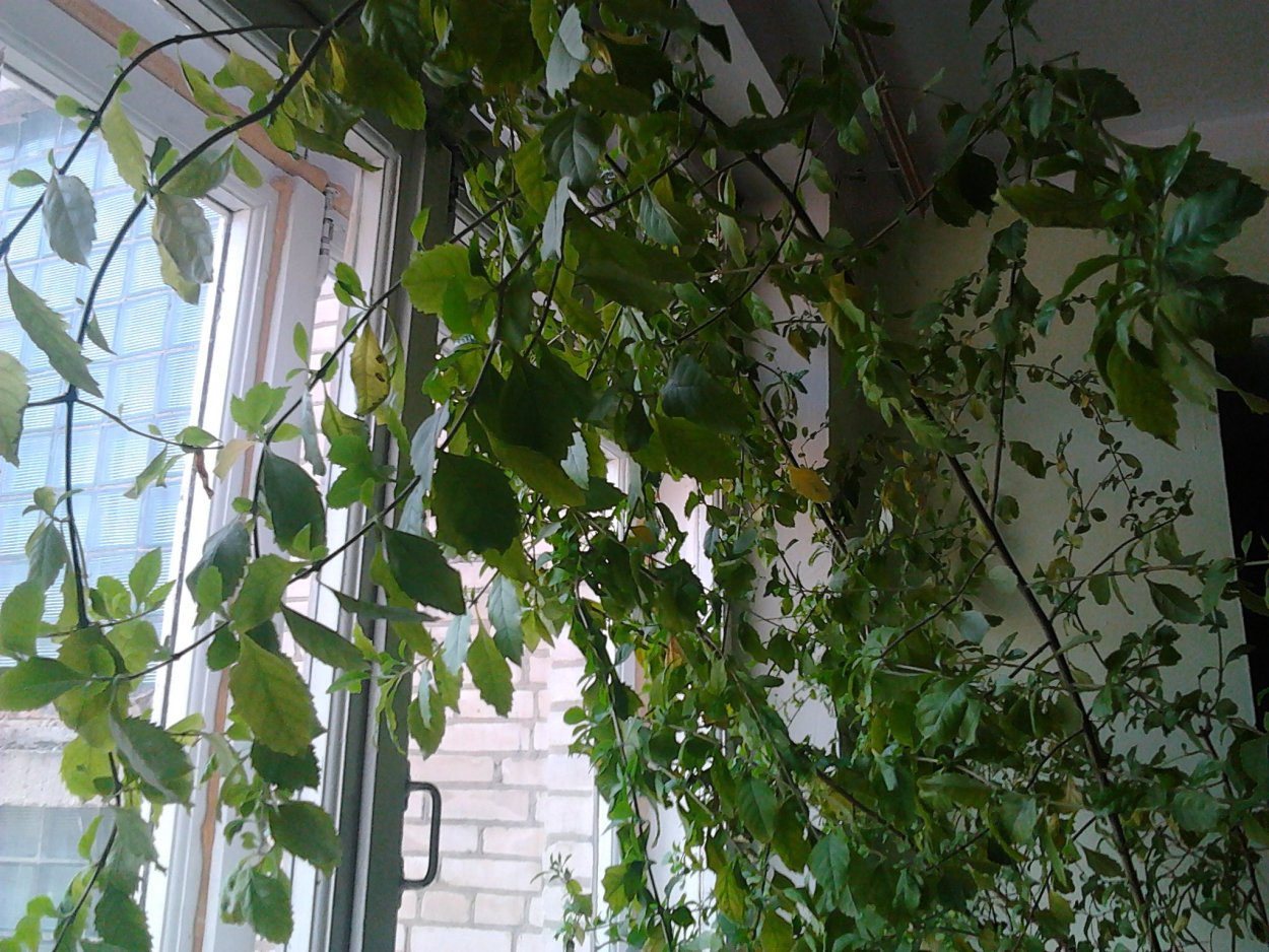 Циссус черенкуем