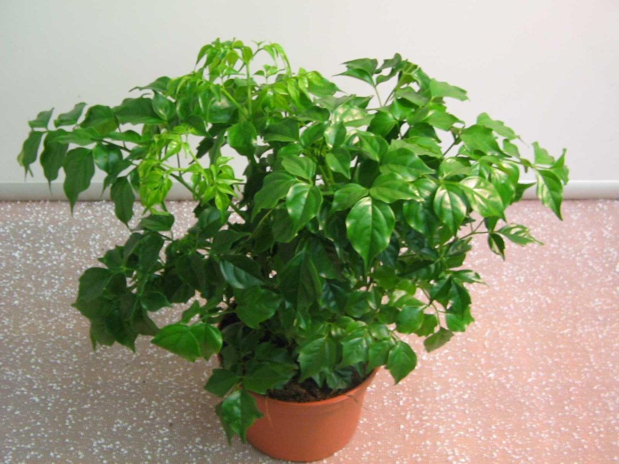 Радермахера китайская