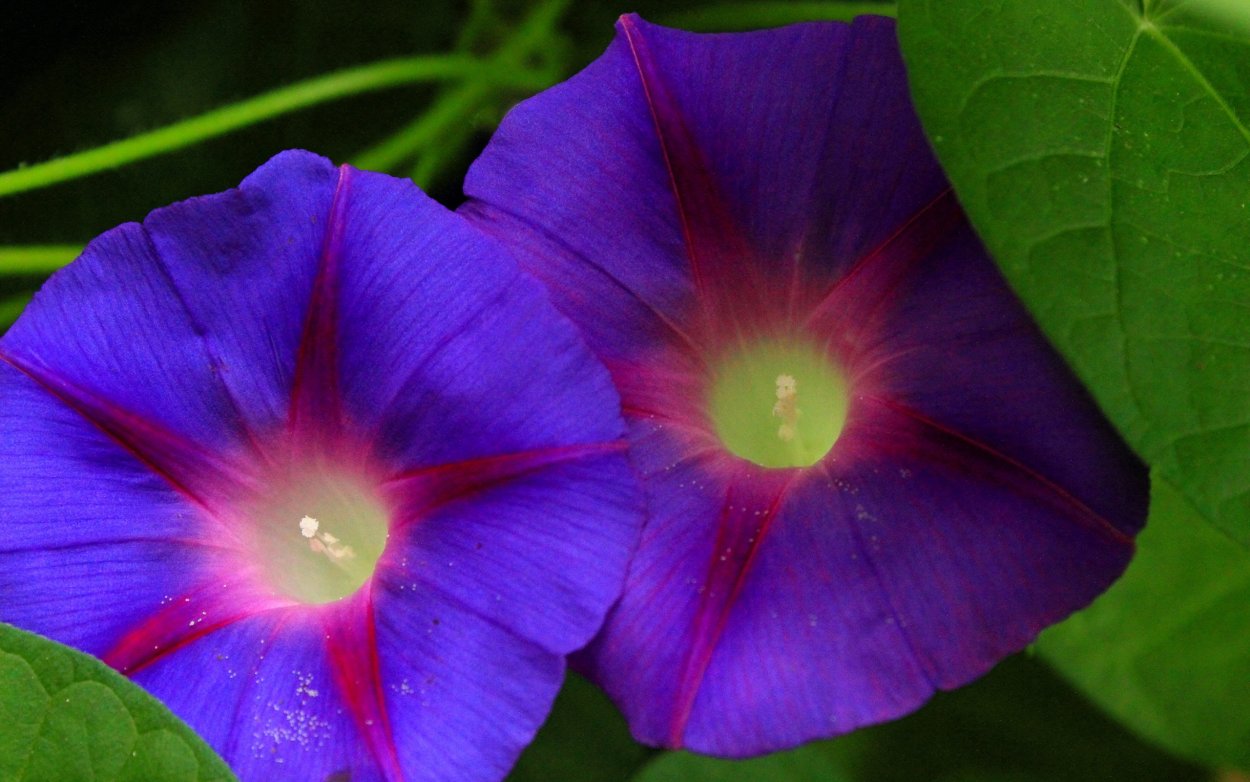 Фиолетовые граммофончики цветы