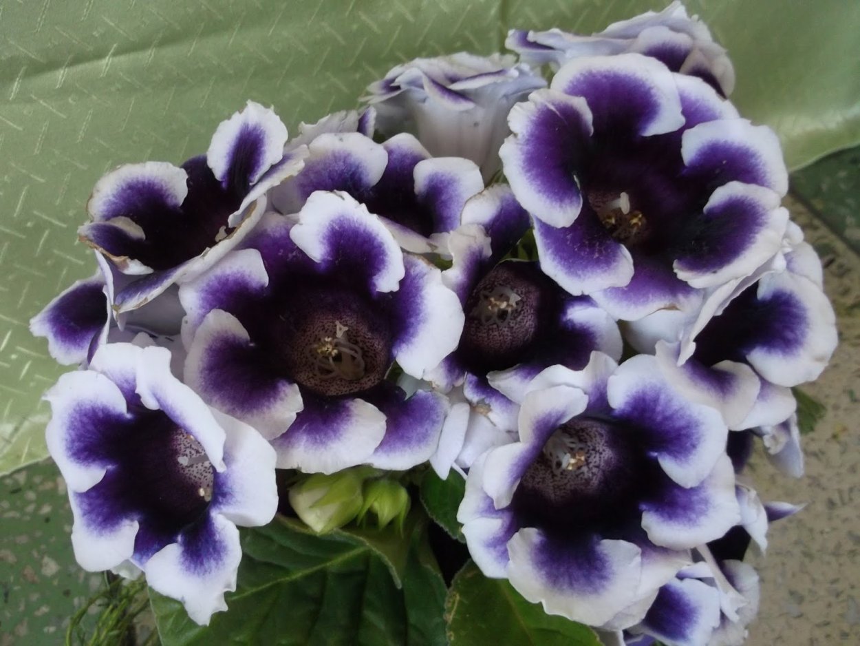 Глоксиния Брокада синяя