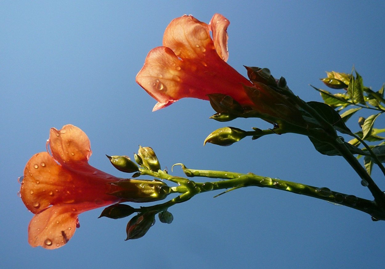 Кустарник цветет грамофончиками