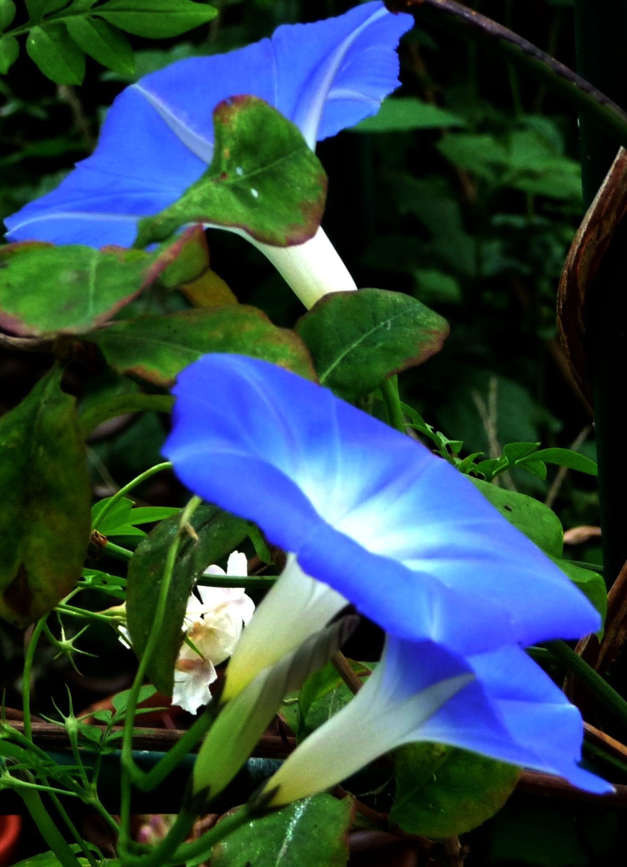 Ипомея белая