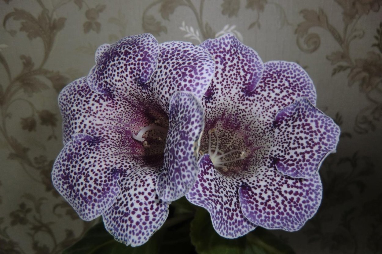 Глоксиния nice Rise