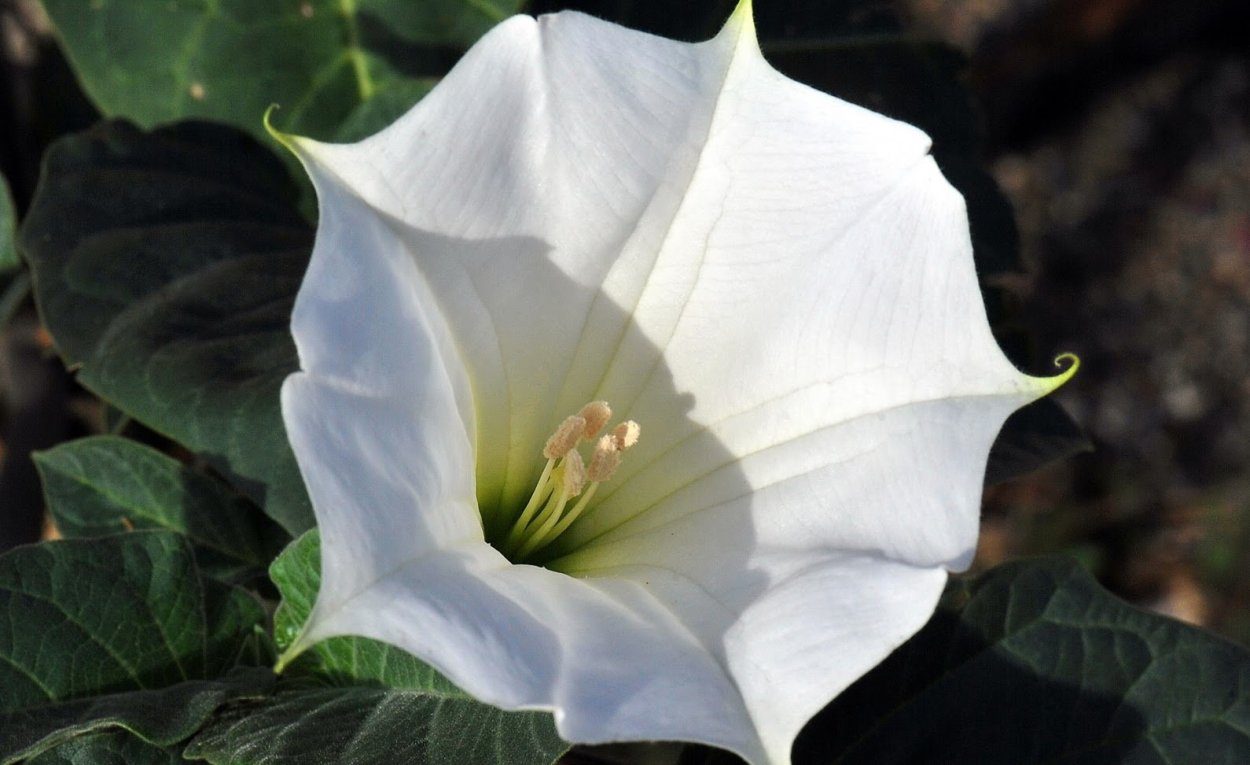 Датура (дурман) белый рыцарь