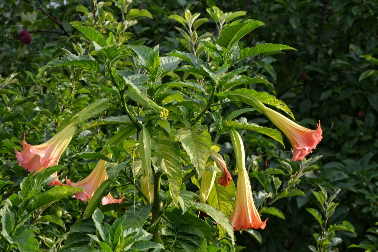 Труба ангела, бругмансия (Brugmansia)