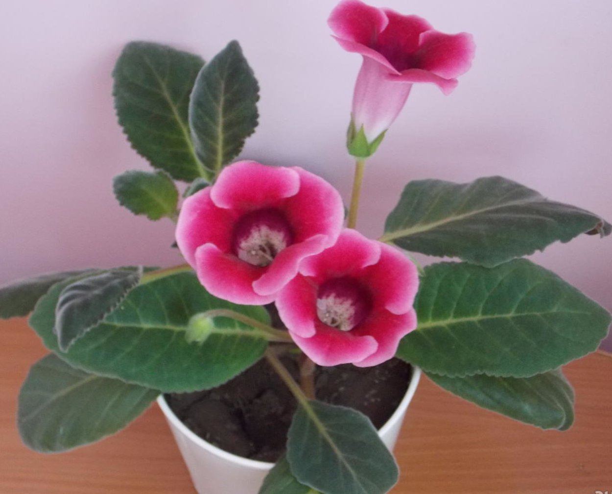 Комнатные цветы глоксиния