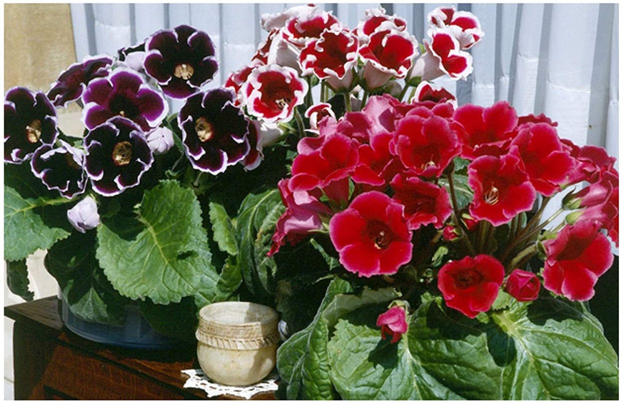 Цветок граммофон комнатный