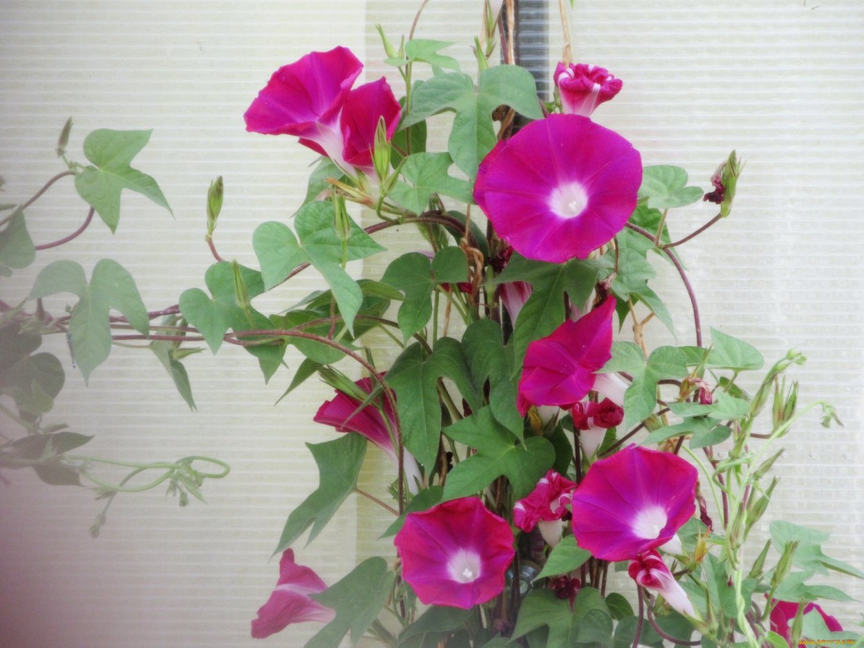 Ипомея Скарлет