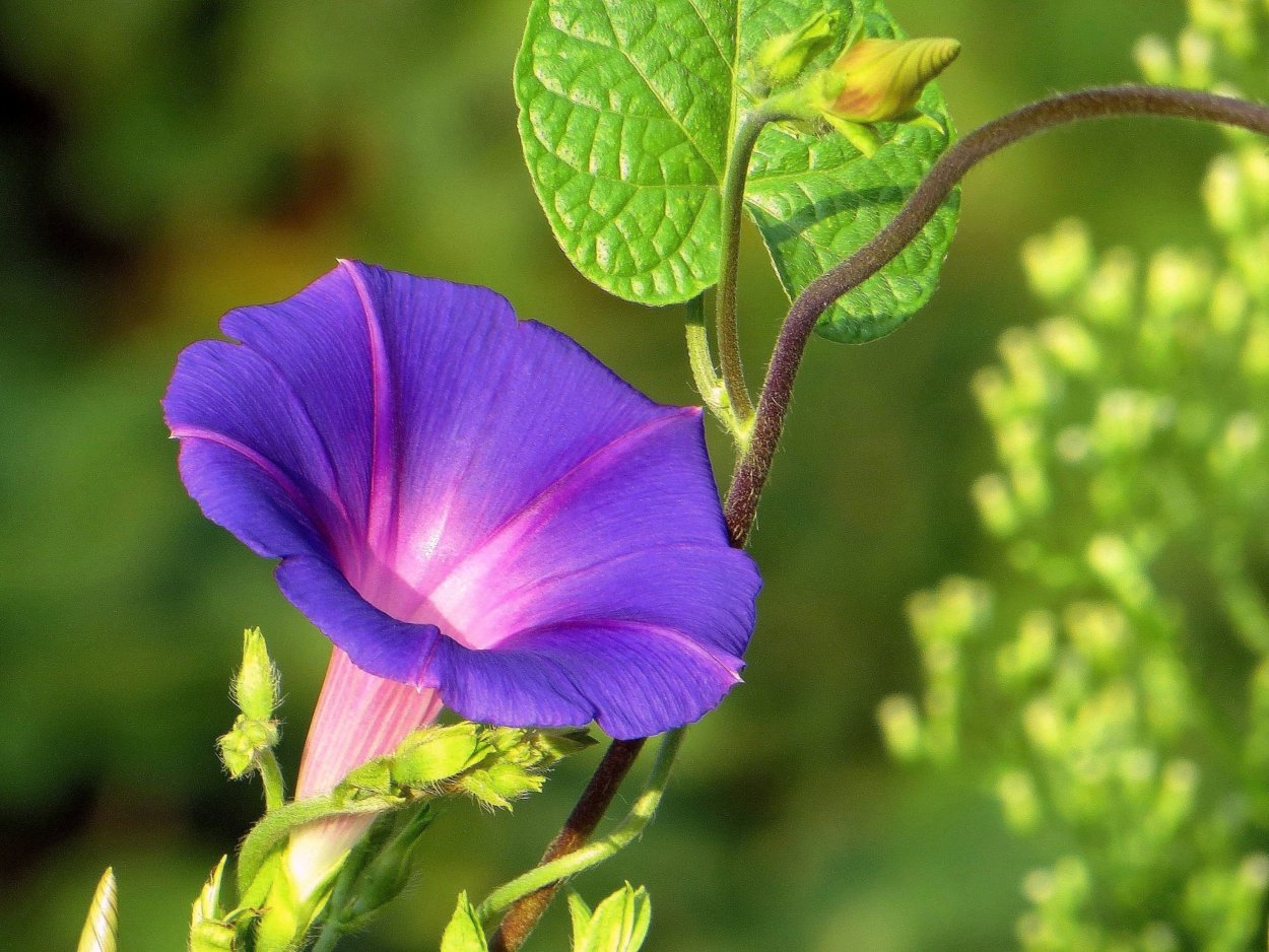 Ипомея плющевидная