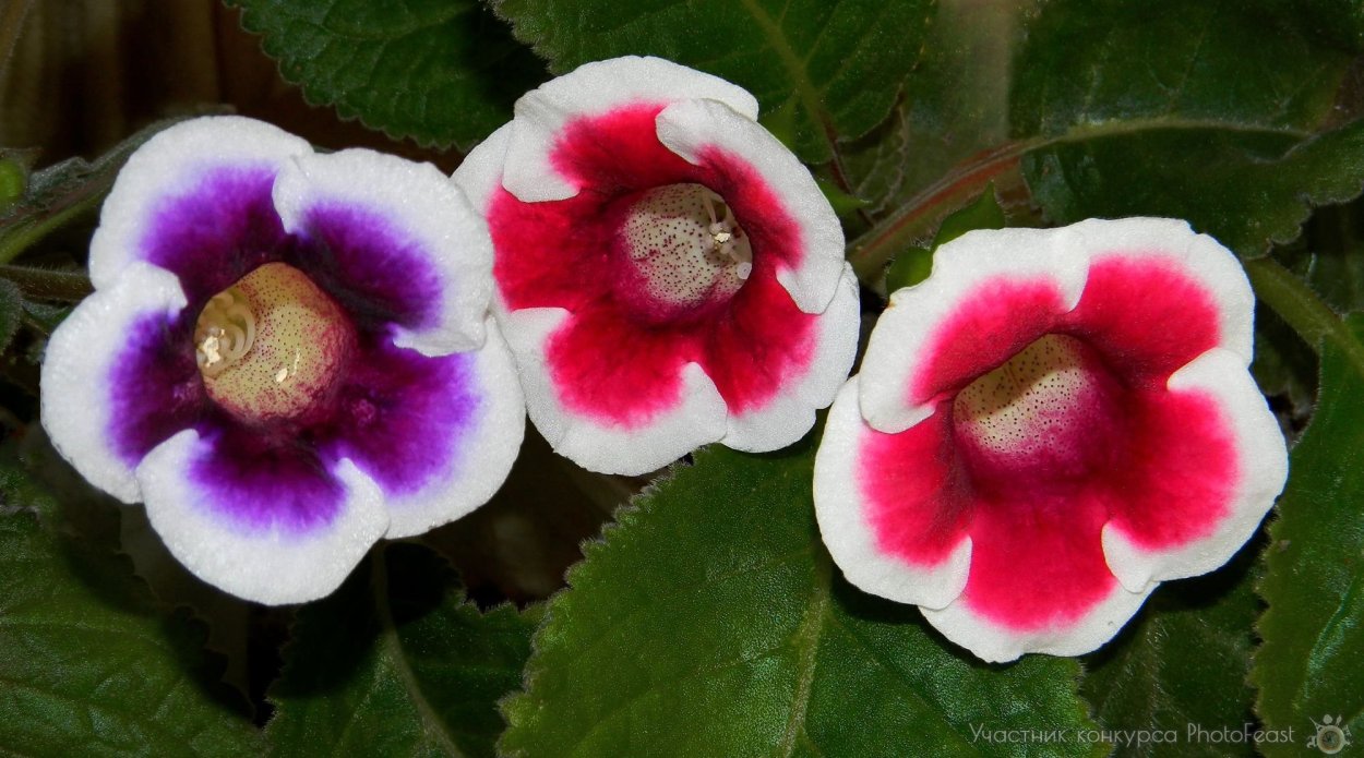 Цветы бархатные граммофончики