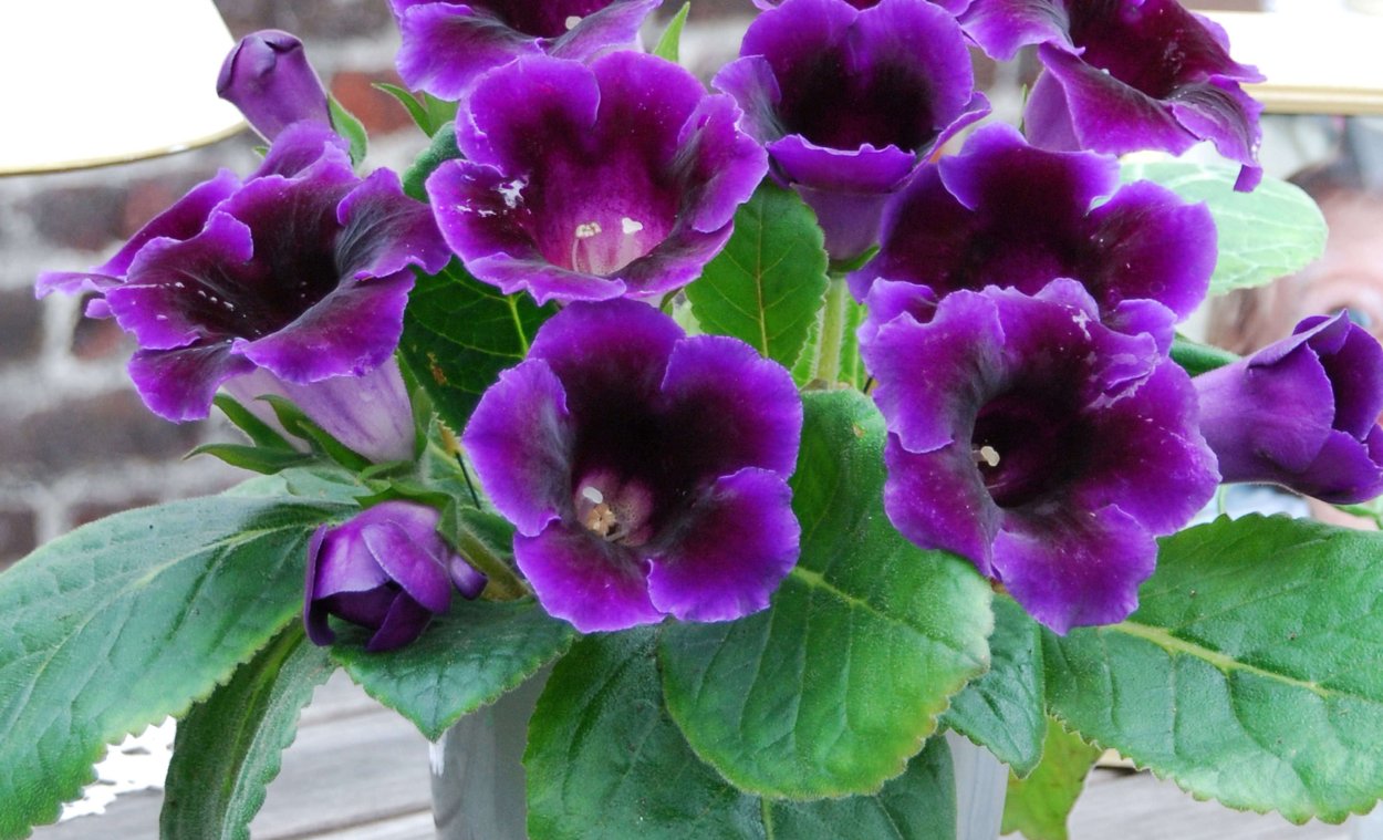 Глоксиния обыкновенная