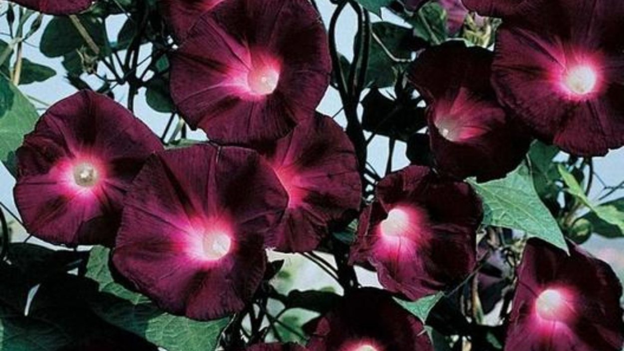 Ипомея пурпурная Звездный вальс