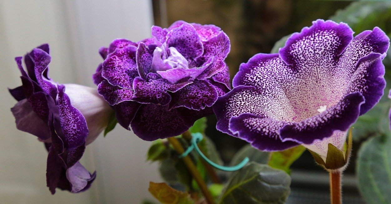 Глоксиния Голливуд