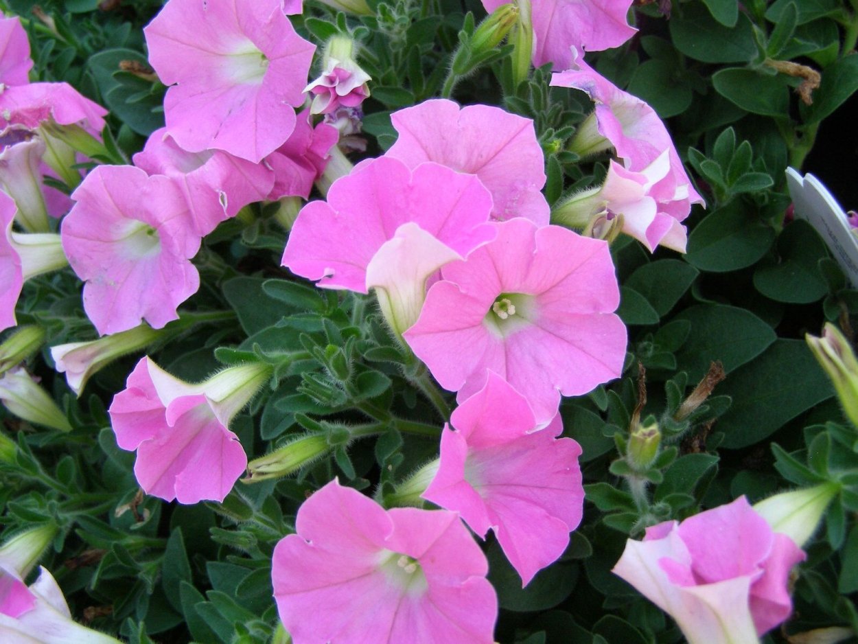 Петуния Пинк Шадес