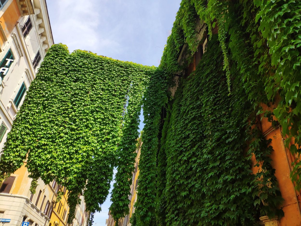 Вьюн древогубец вертикальное Озеленение