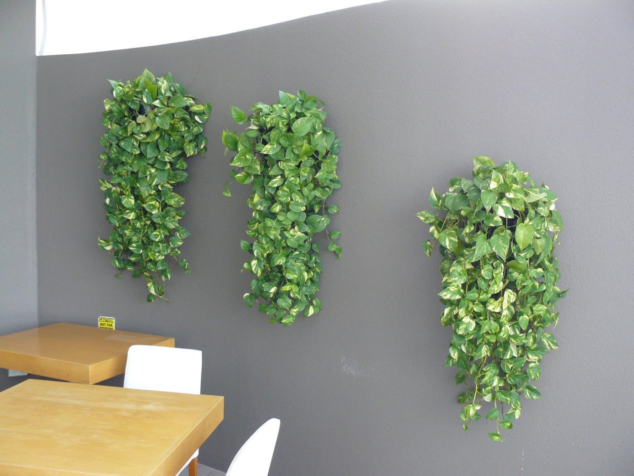 Эпипремнум на гидропонике