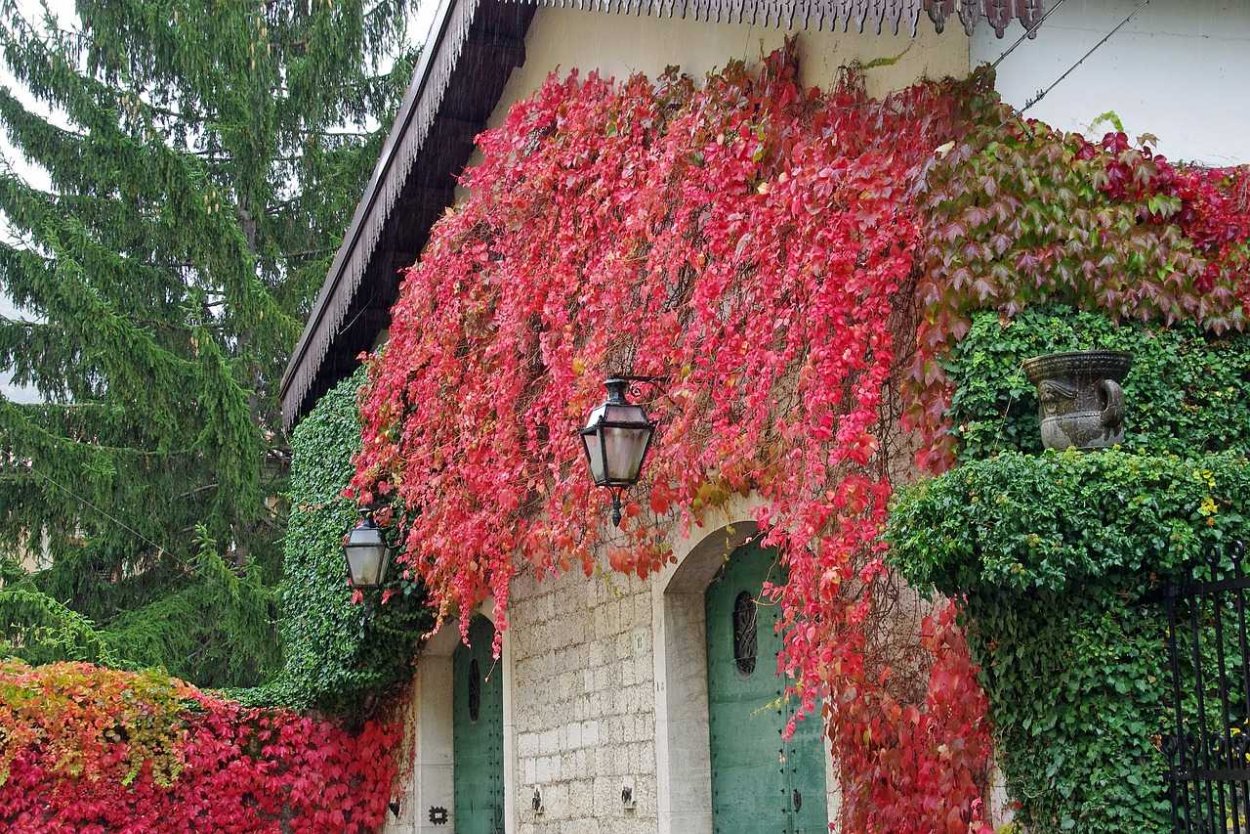 Виноград девичий (Parthenocissus inserta)