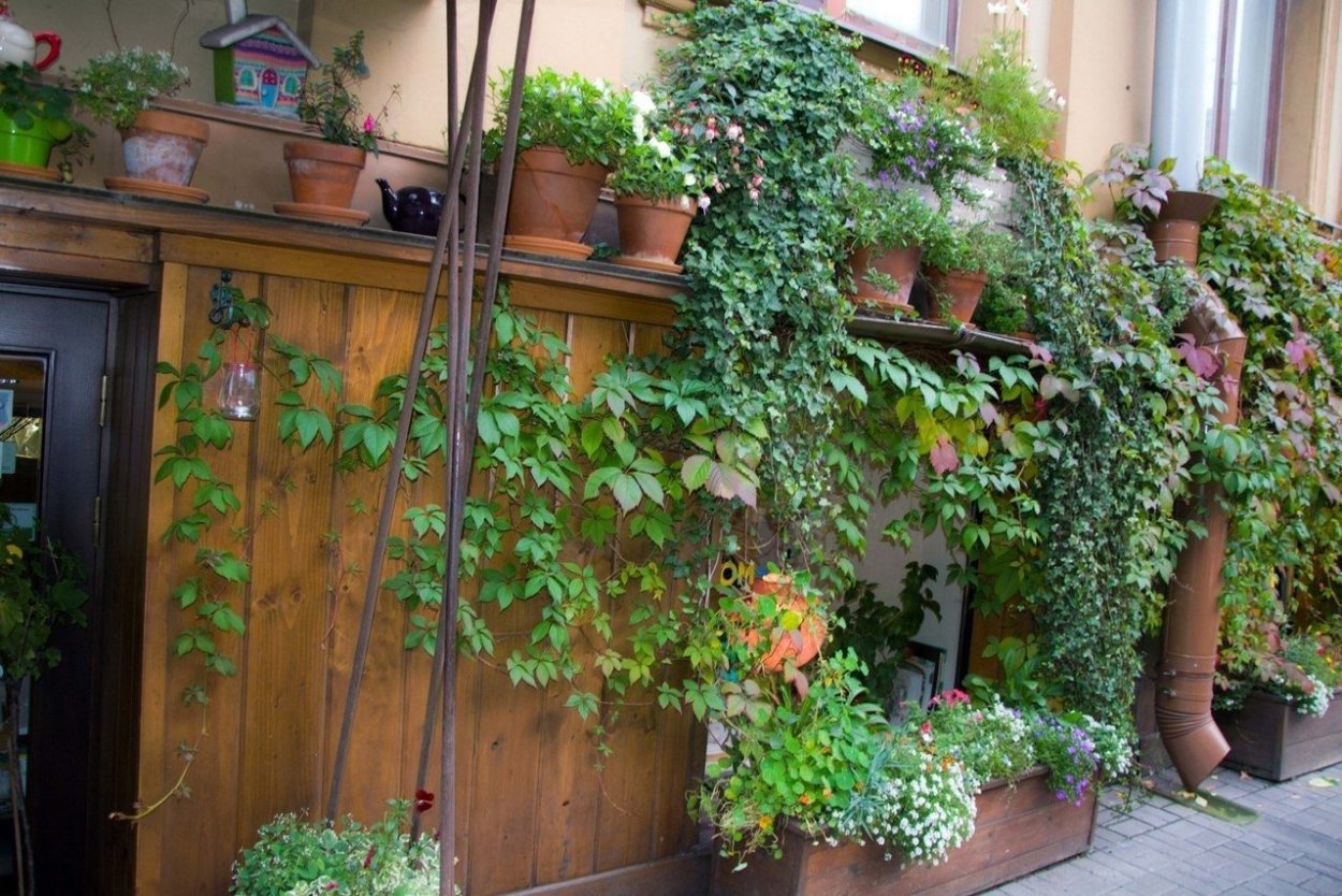 Плющ Введенская 13