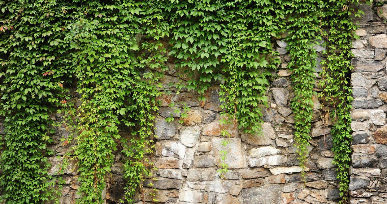Плющ зеленый Хедера