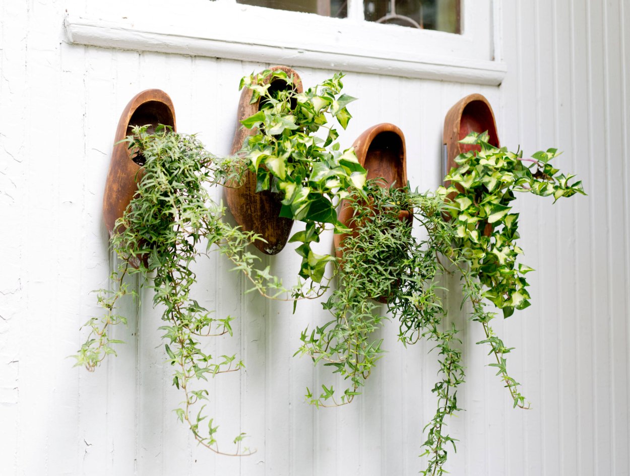 Ампельные растения в квартире