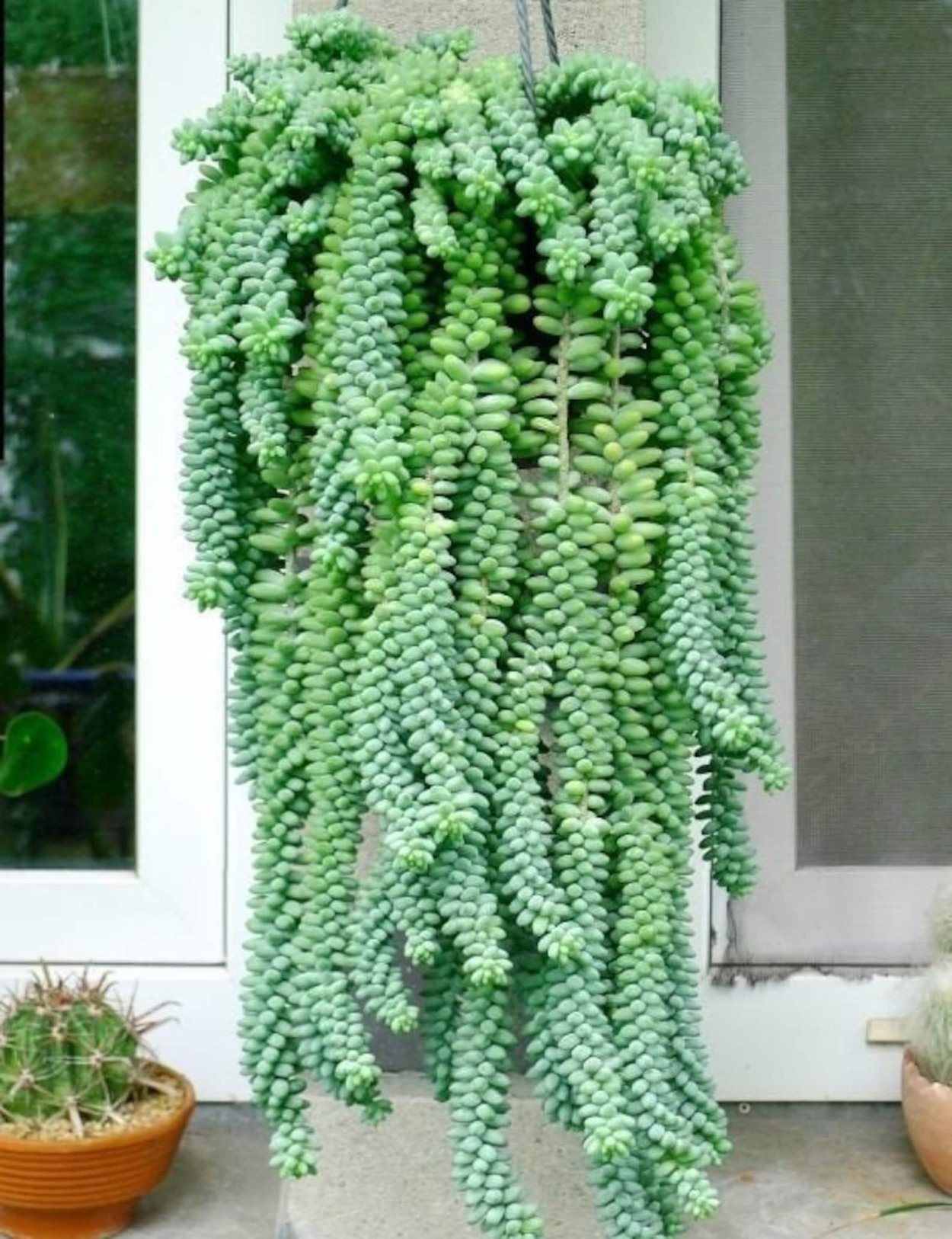 Буррито суккулент седум