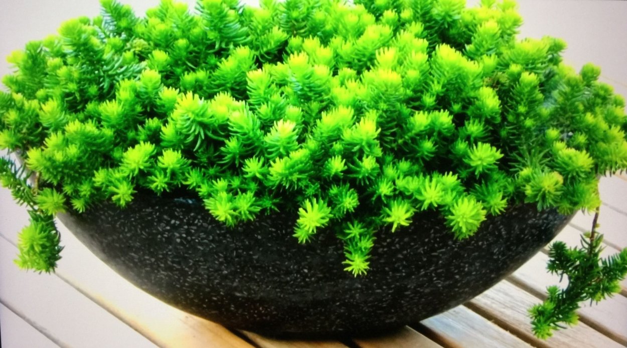 Суккуленты почвопокровные растения