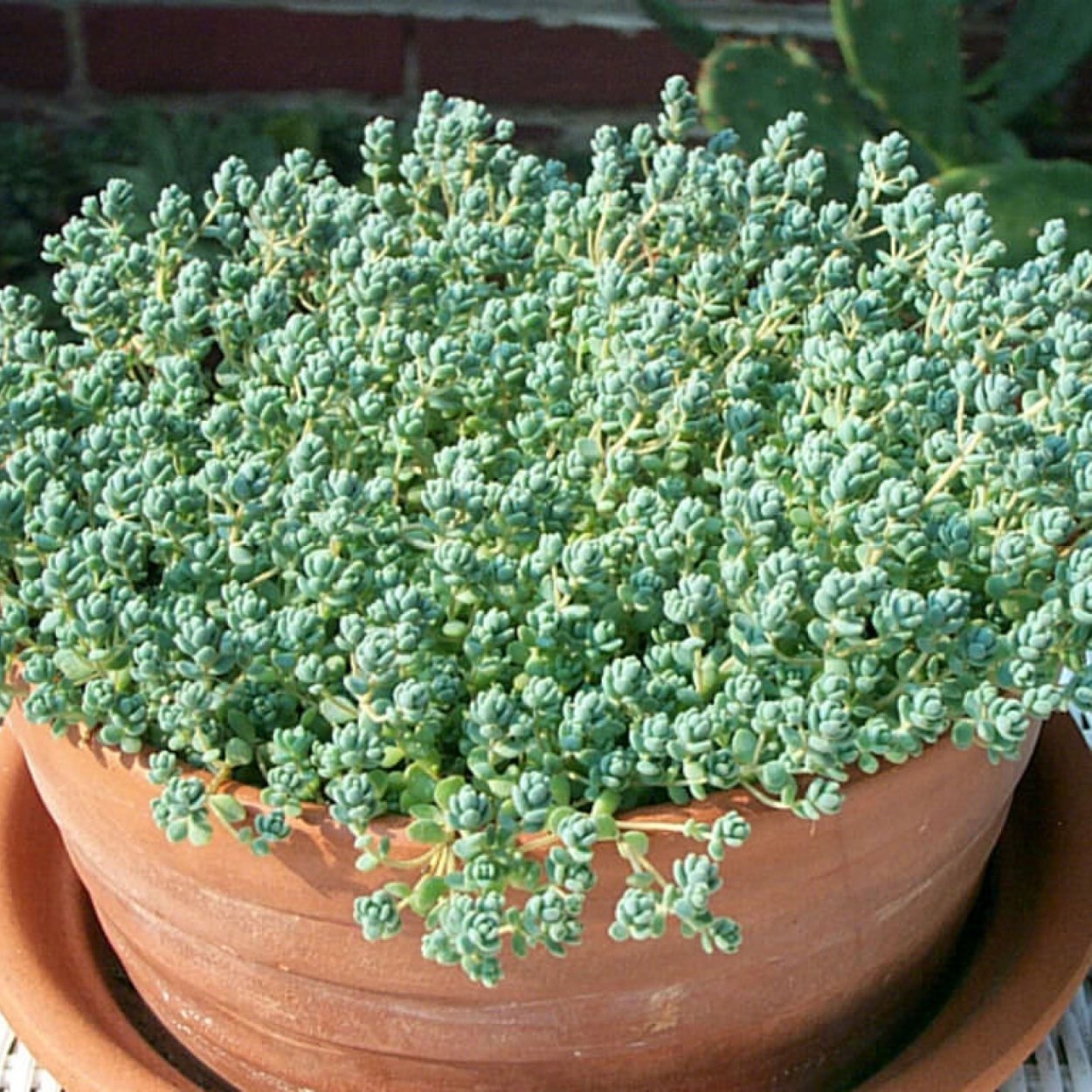 Седум dasyphyllum