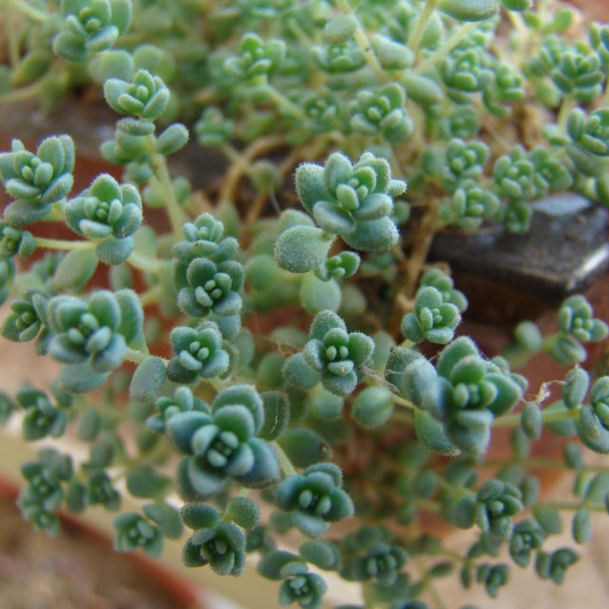 Седум дасифиллюм