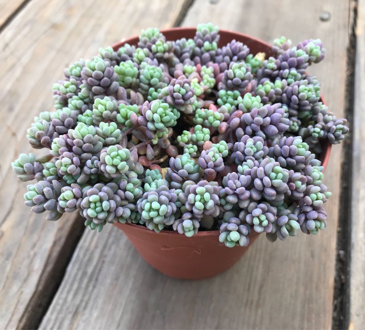 Седум дасифиллюм