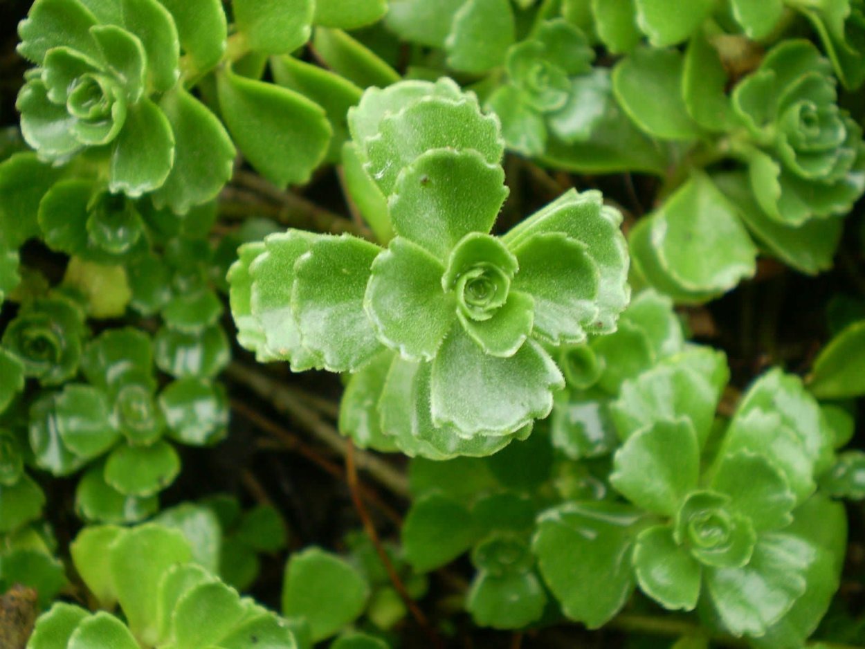 Sedum spurium