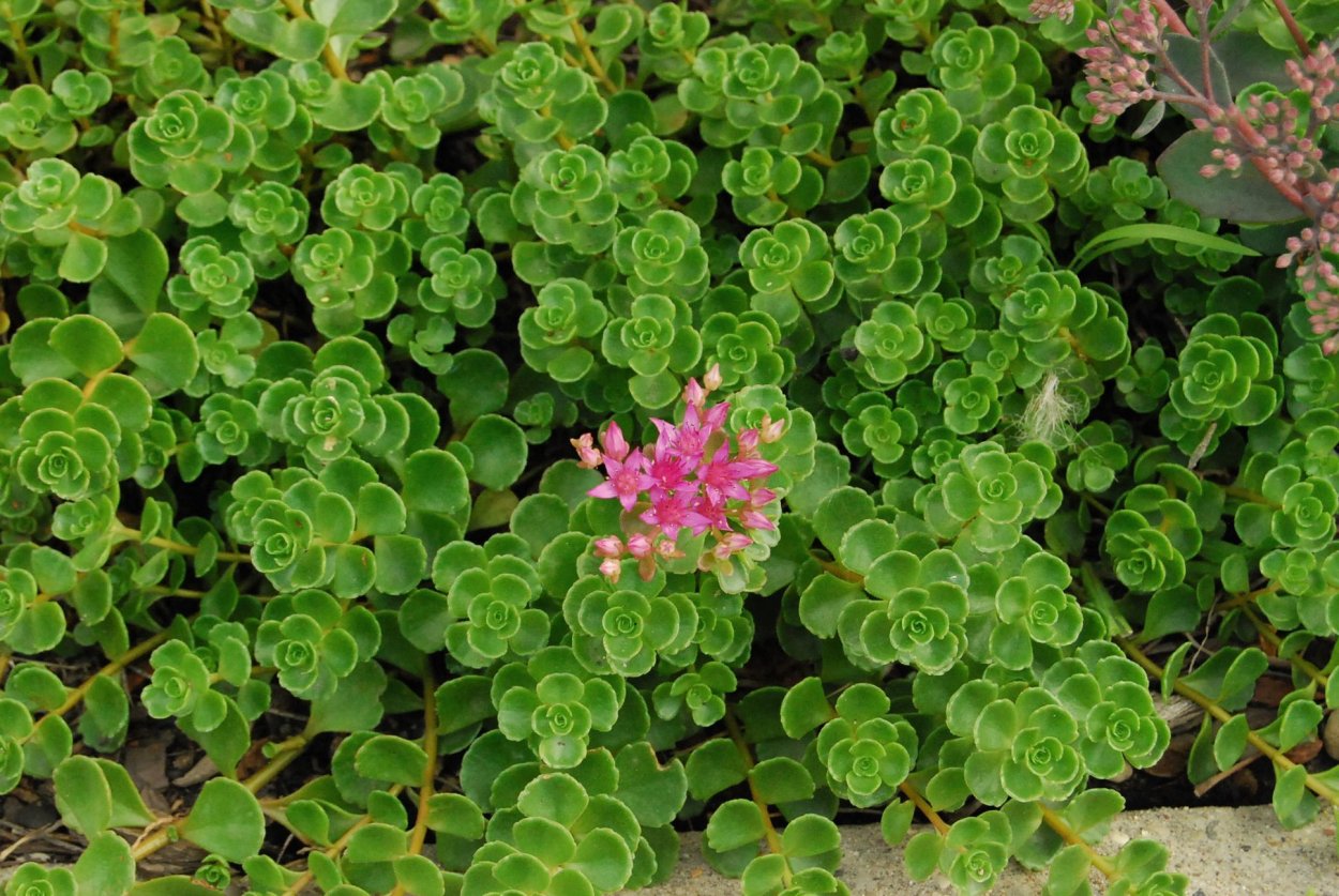 Очиток ложный (Sedum spurium)