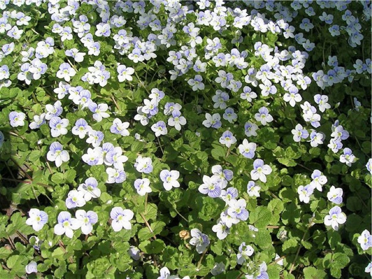 Солейролия цветет