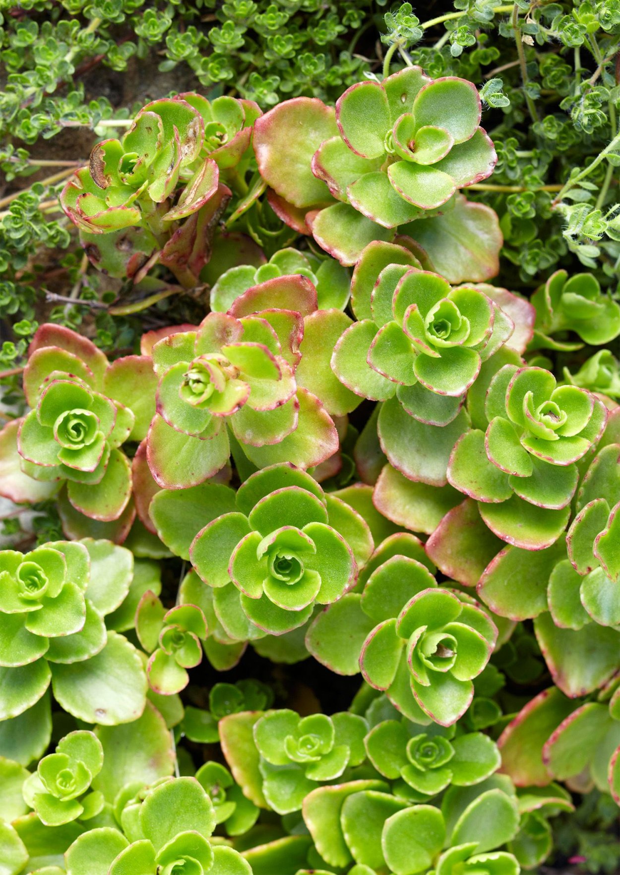 Почвопокровные многолетники седум