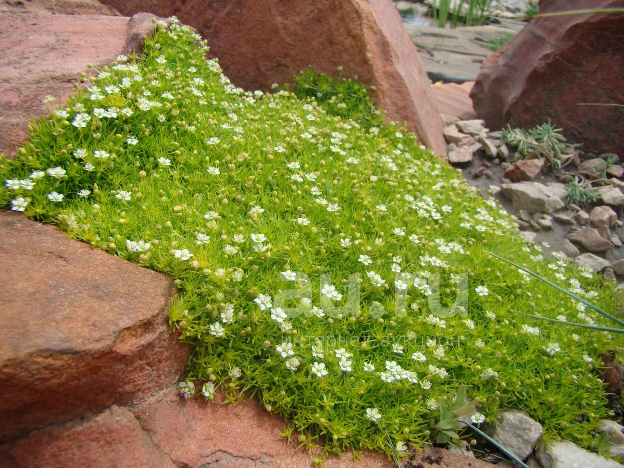 Мшанка шиловидная лайм Мосс