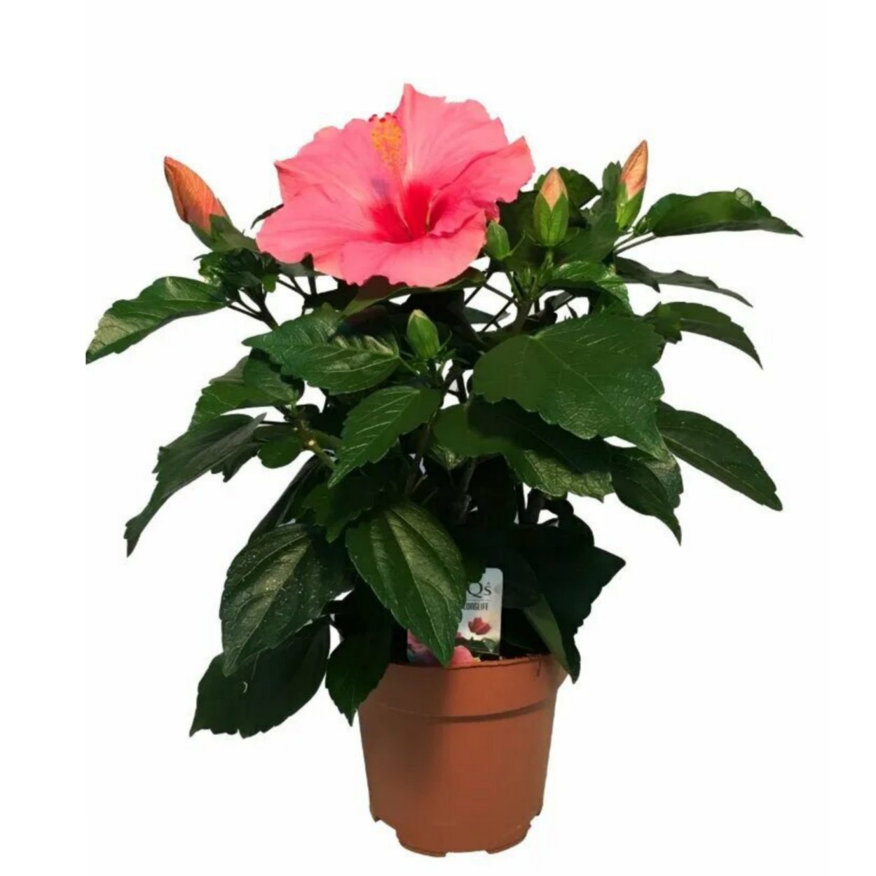 Роза гибискус