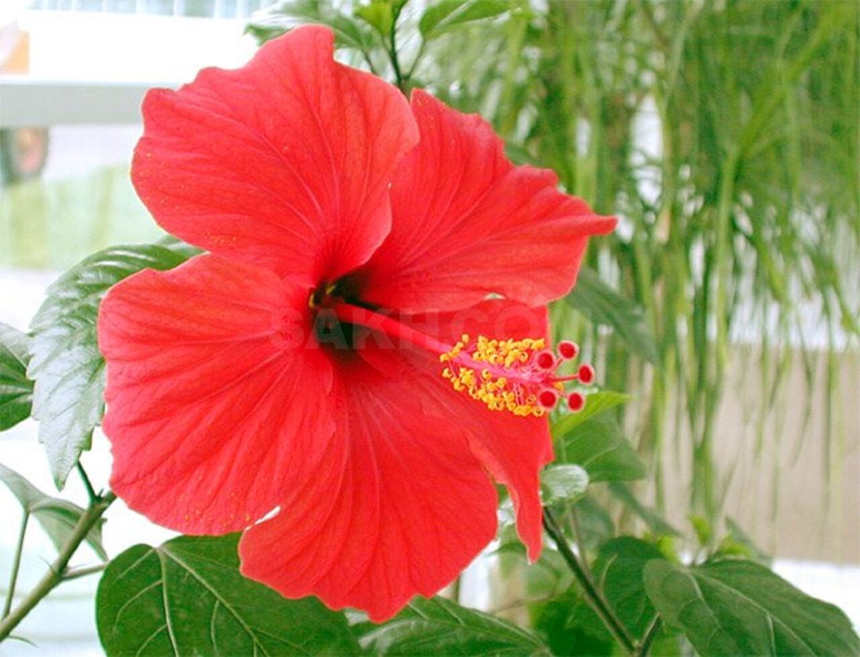 Гибискус китайский Розан