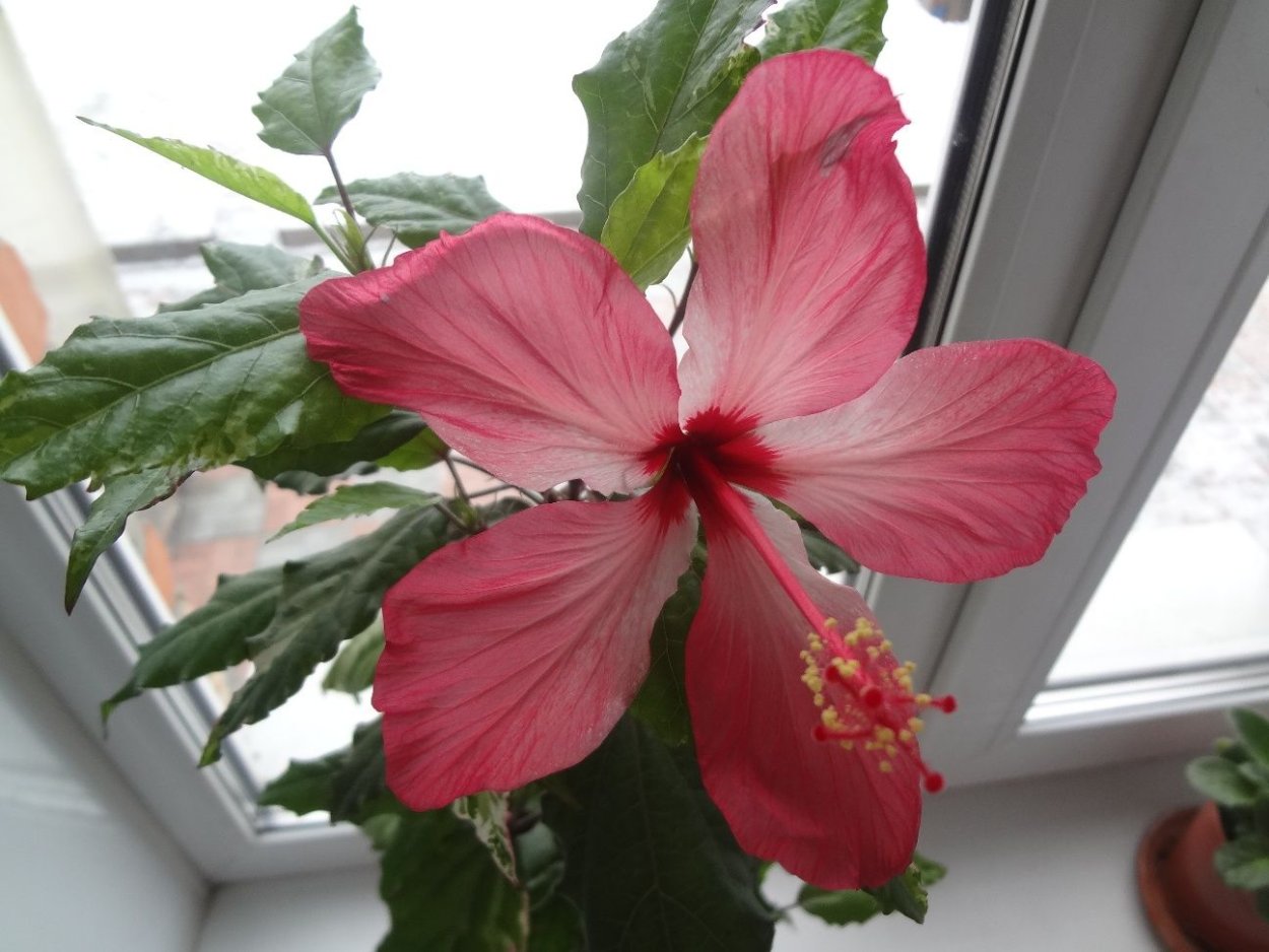 Гибискус Купера