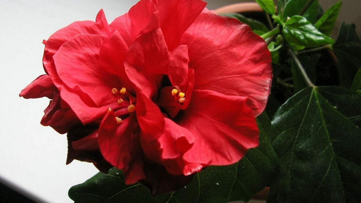 Каркаде (гибискус)